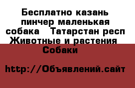 Бесплатно казань.пинчер маленькая собака - Татарстан респ. Животные и растения » Собаки   